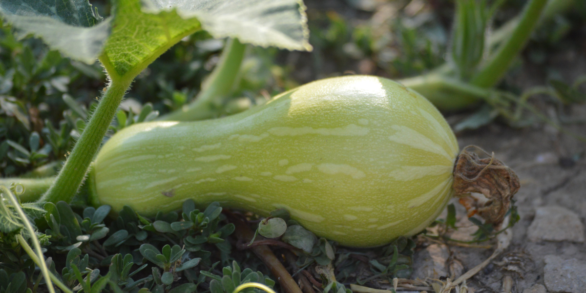Squash growing